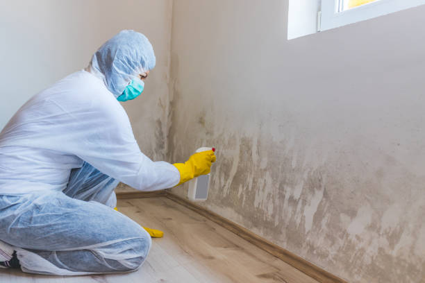 Licensed Mold Remediation service in Hamilton, IL - WQB Mold Removal